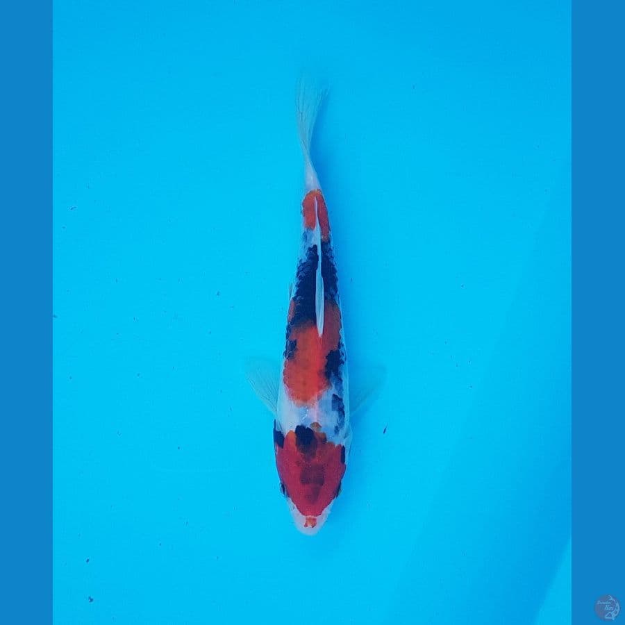 showa 20cm