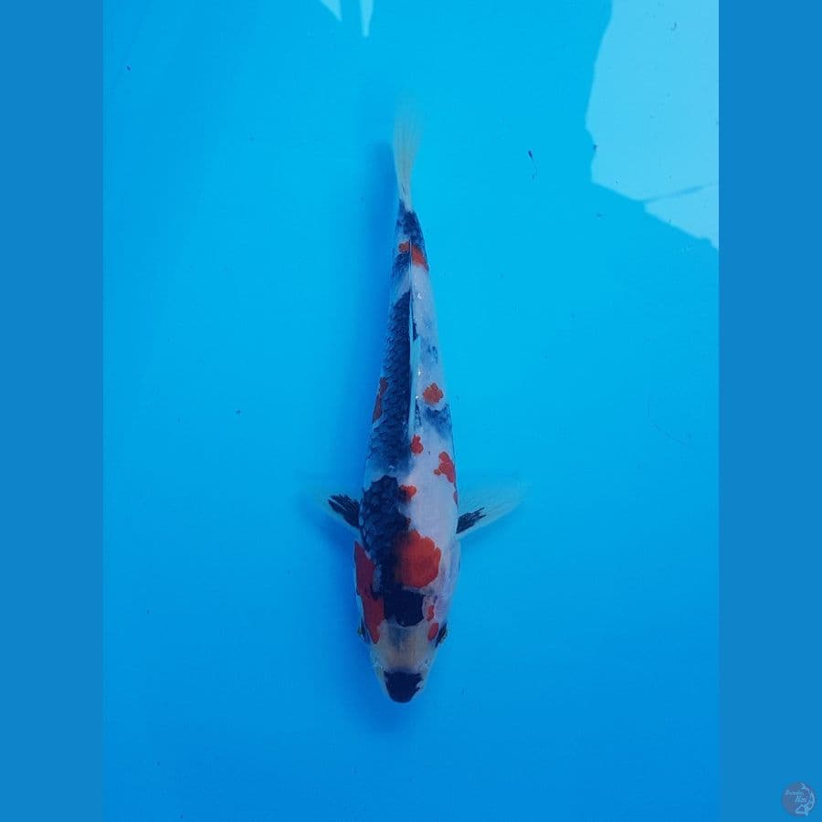 showa 20cm
