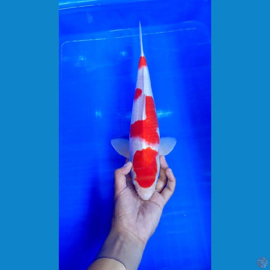Kohaku 40Cm Male