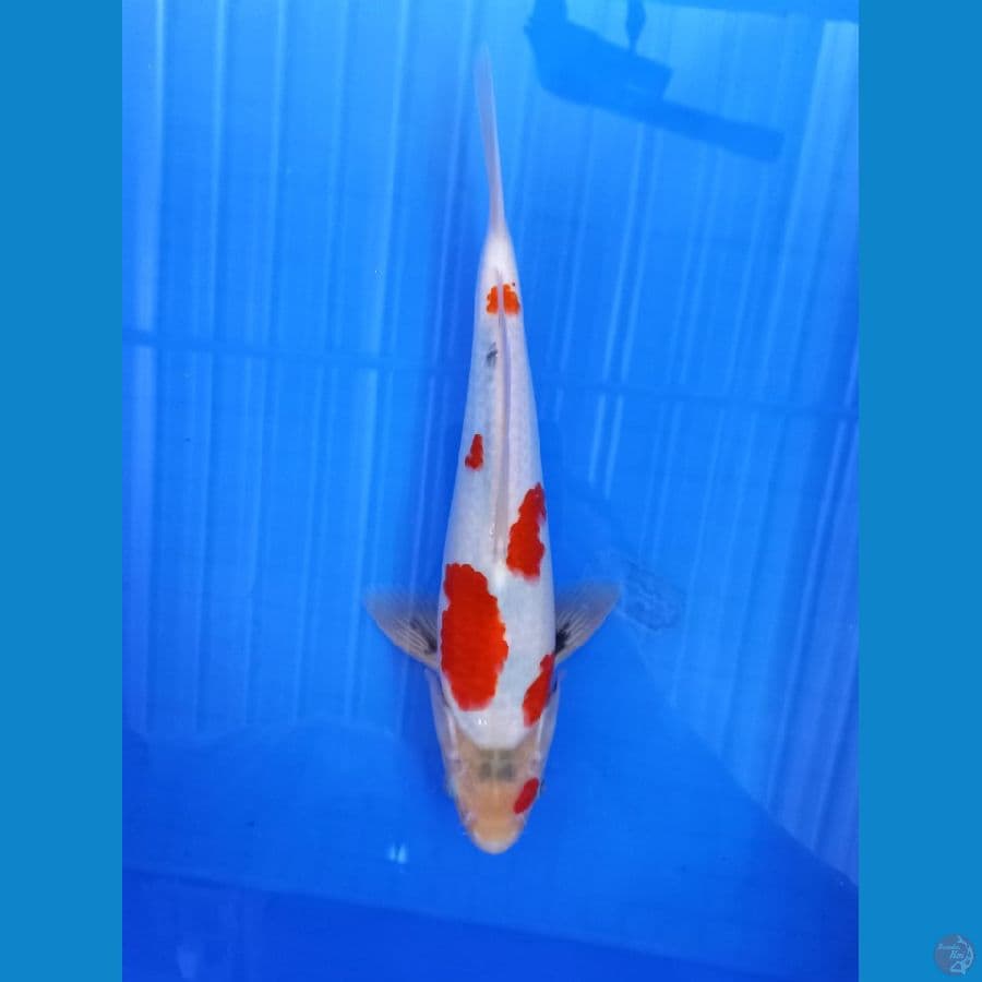 showa 30cm #M