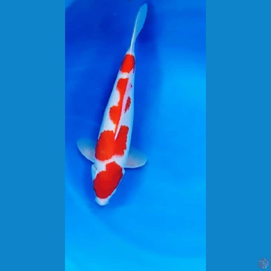 inazuma Kohaku 35cm