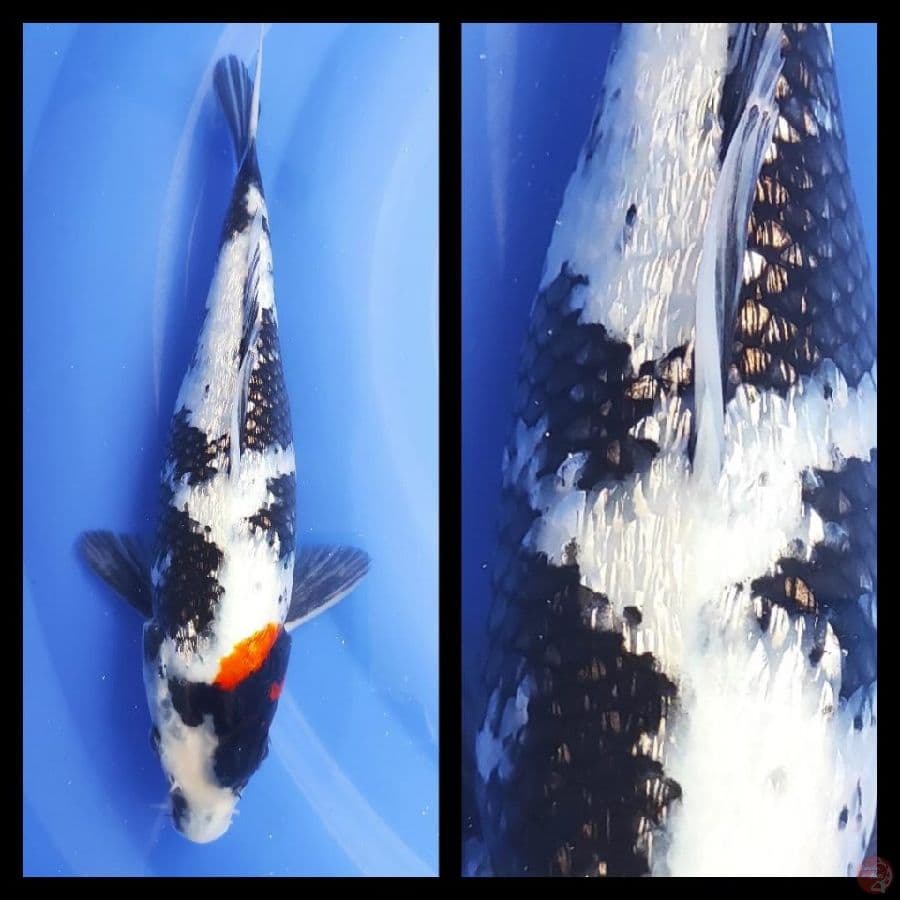 SHOWA GINRIN PADAT.30BU