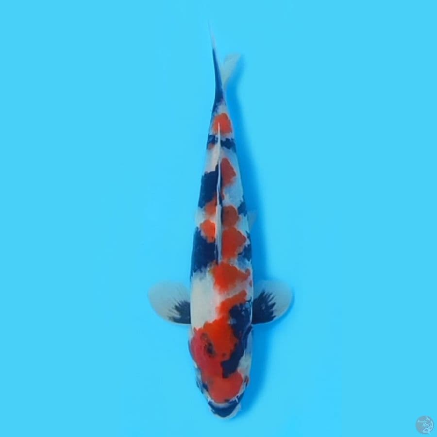 SHOWA KUALITAS BAGUS 24cm ~MALE