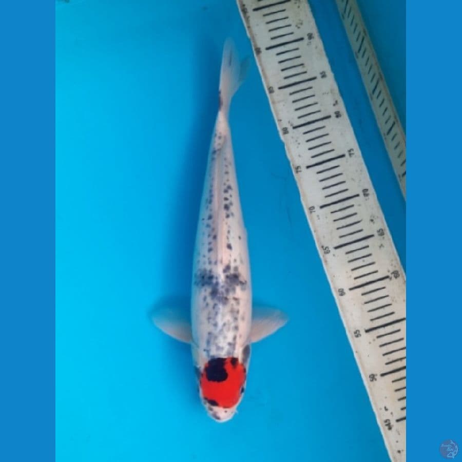 #2 Tancho Goshiki 40cm/M