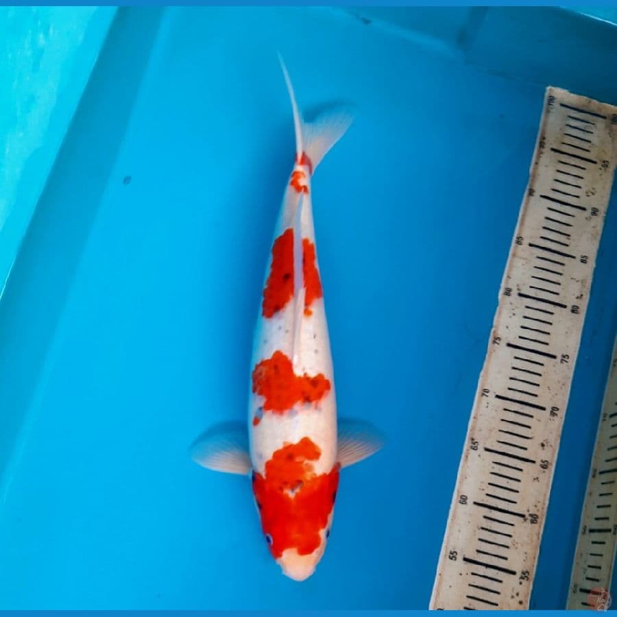 Nezu Goshiki 45cm/F