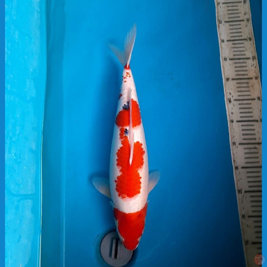 Menkaburi sanke 47cm/F