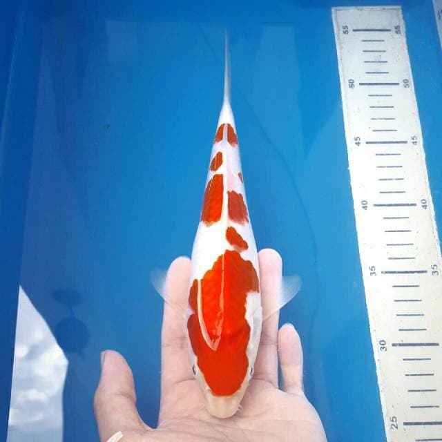 kohaku merah momotaro import 30bu