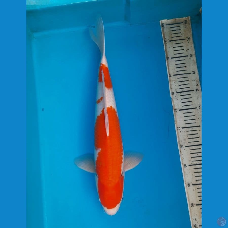 Kohaku 50cm/M