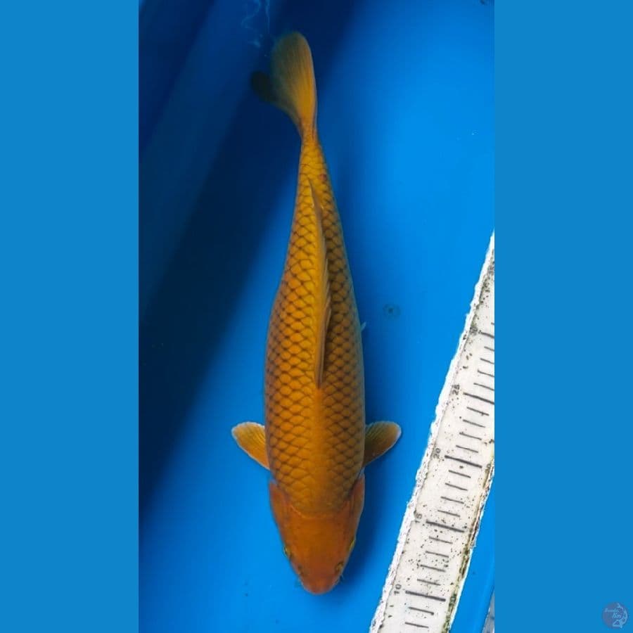 chagoi kuning bulky 37cm