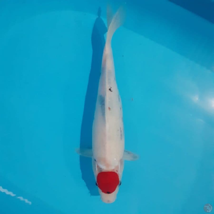 Tancho Showa | 34 cm | Female