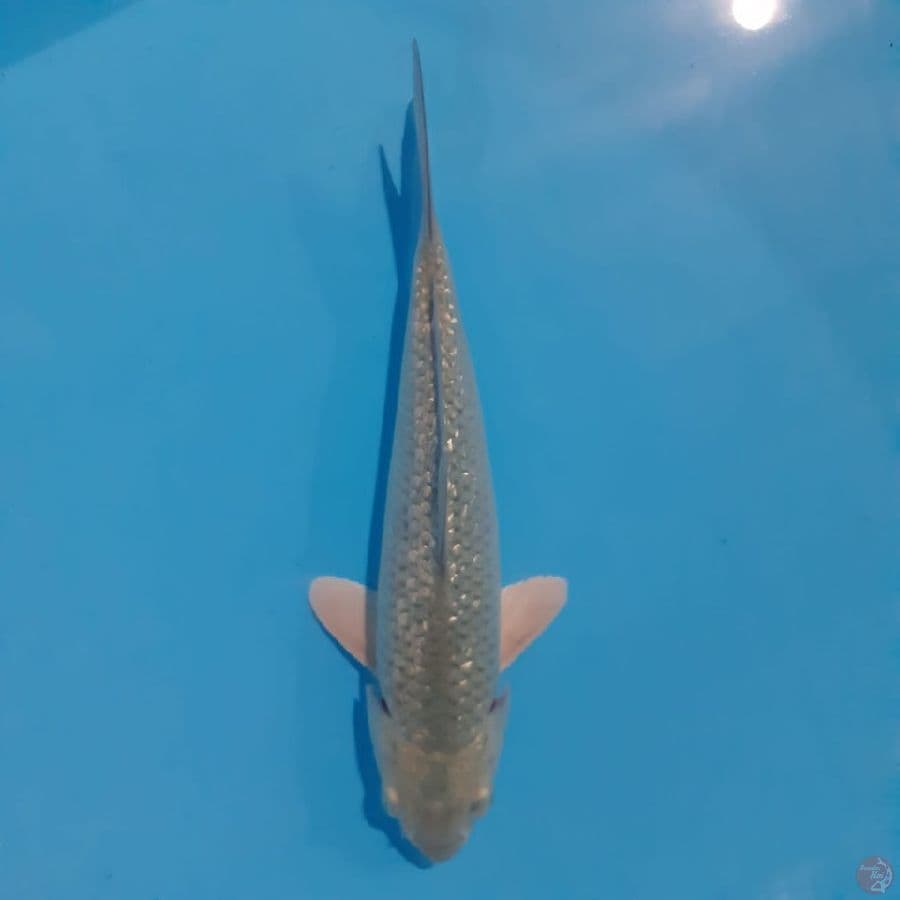 Soragoi Ginrin | 23 cm | Male