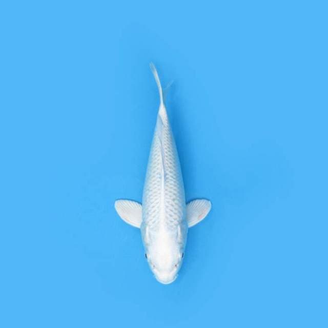 YG_PLATINUM PUTIH SALJU_22 CM