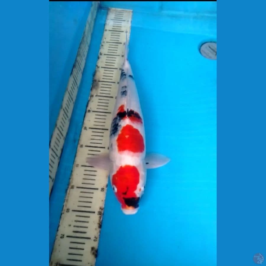 Showa 52cm