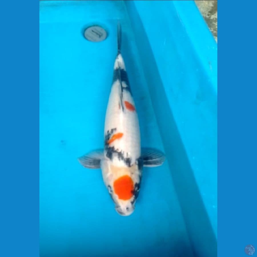 Showa 54cm