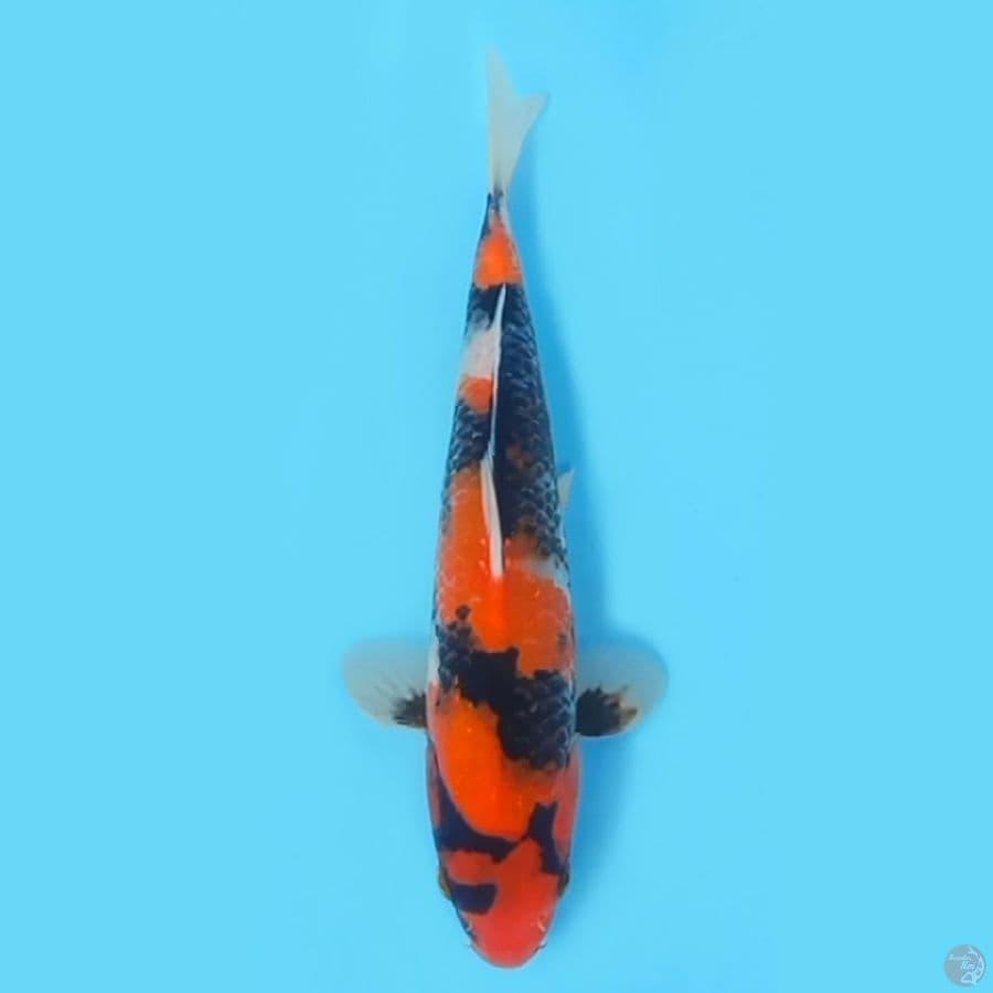 SHOWA 24CM - FEEMALE