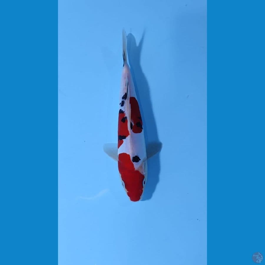 sanke size 20 cm