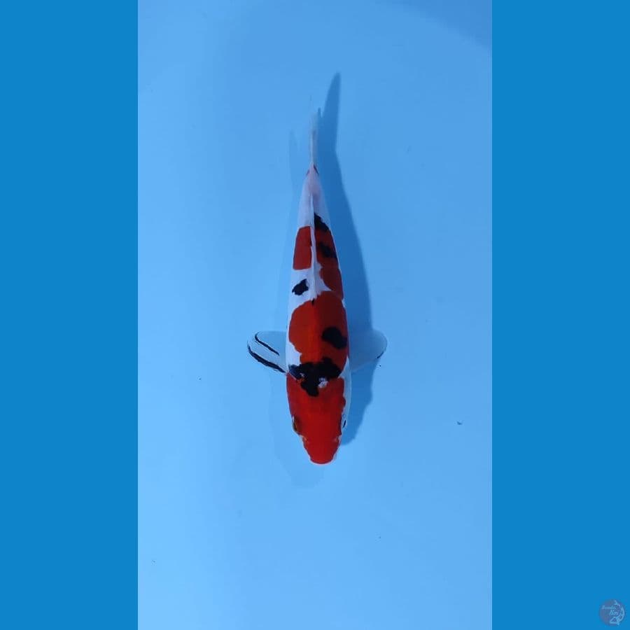 sanke size 20 cm