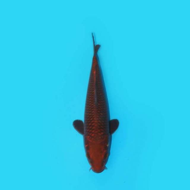 YG_CHAGOI TEMBAGA_27 CM