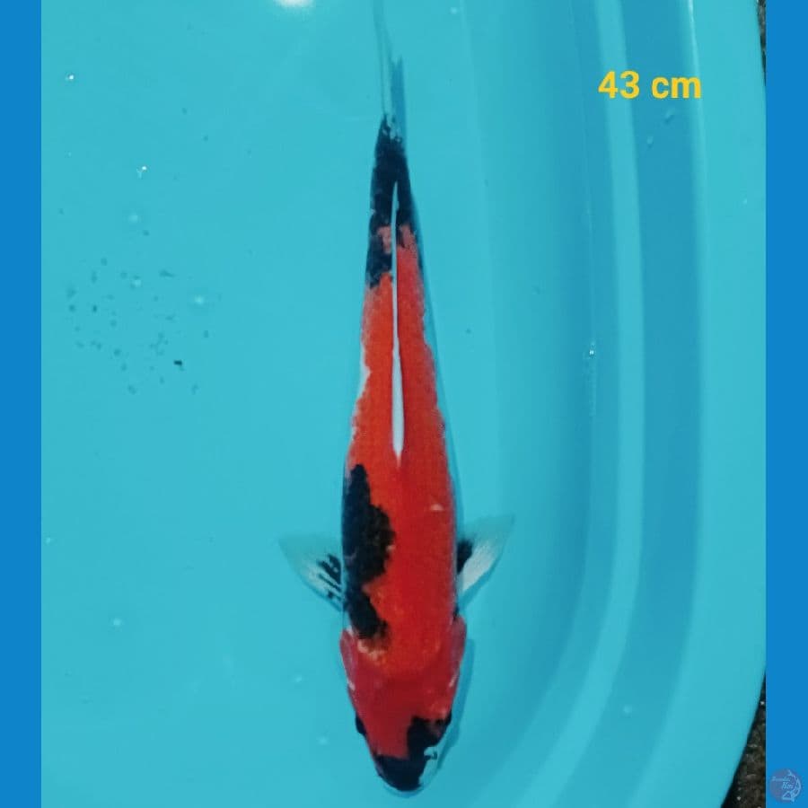 SHOWA 43 CM