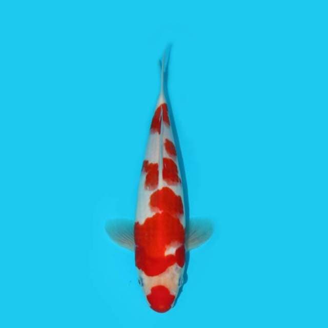 YG_KUCIBENI KOHAKU_27 CM