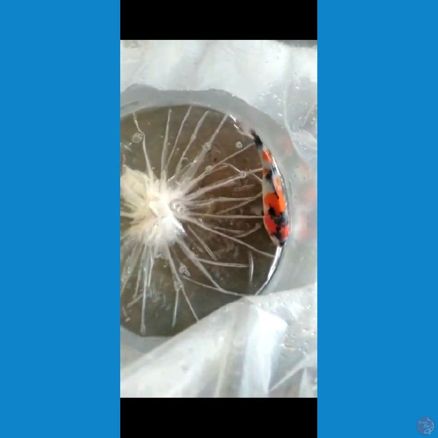 showa SQ 18cm