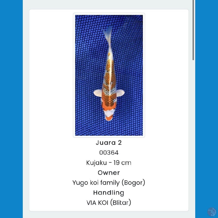 SQ kujaku 19cm juara 2 ponorogo koi show
