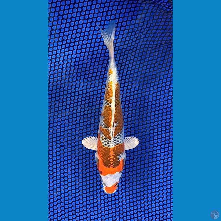 SQ kujaku 19cm juara 2 ponorogo koi show