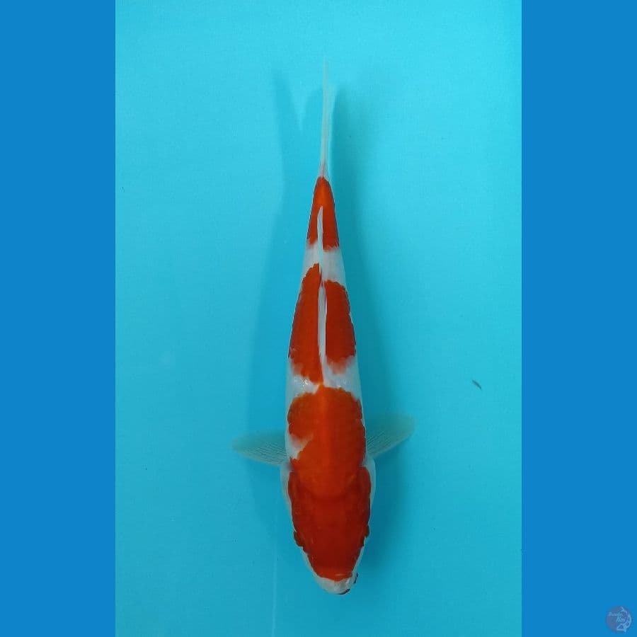 kohaku 23cm
