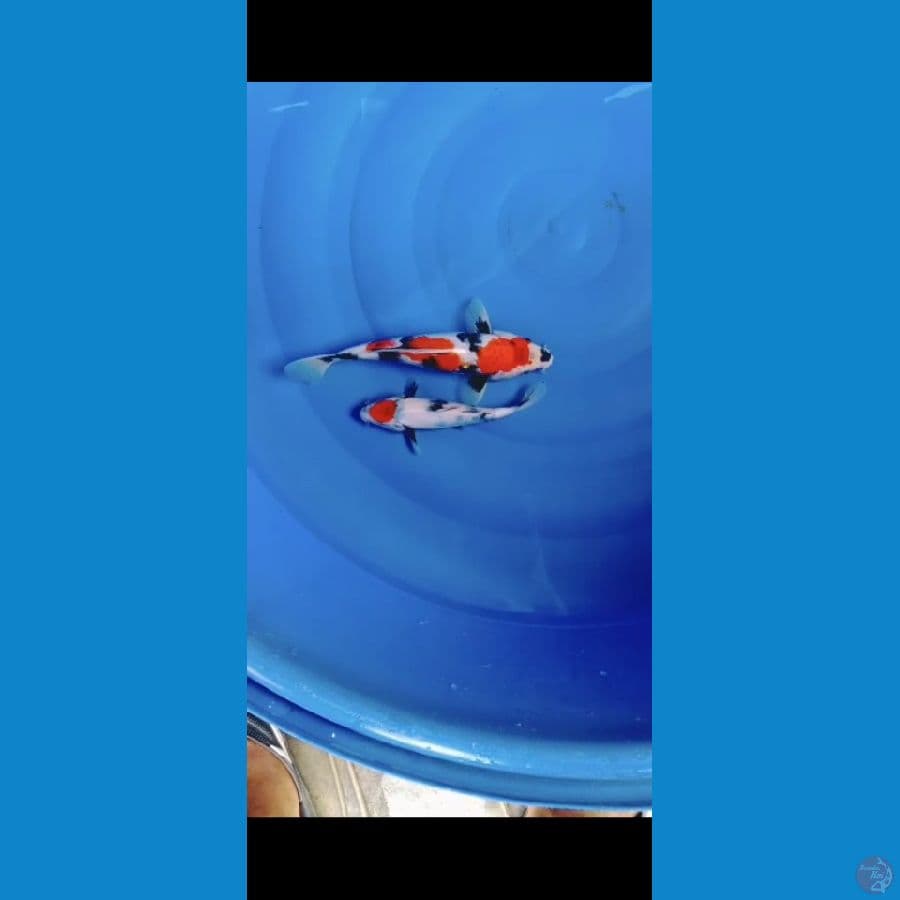 Showa SQ original 2pcs 20-25cm
