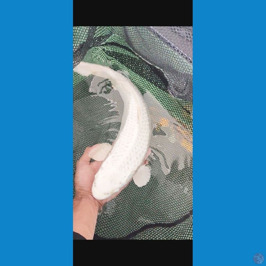platinum body bulky 41 cm