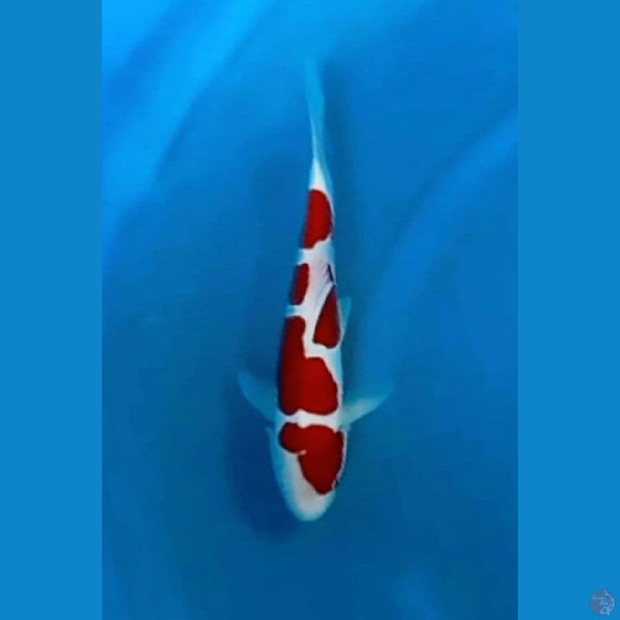 OB Nol Doitsu Kohaku Deep Red 35bu