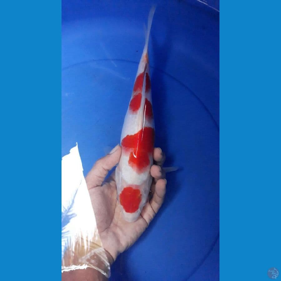 maruten kohaku