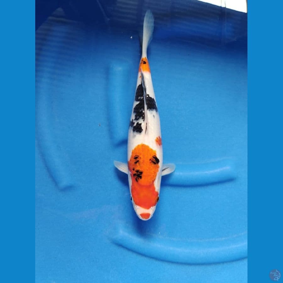 sanke 34cm