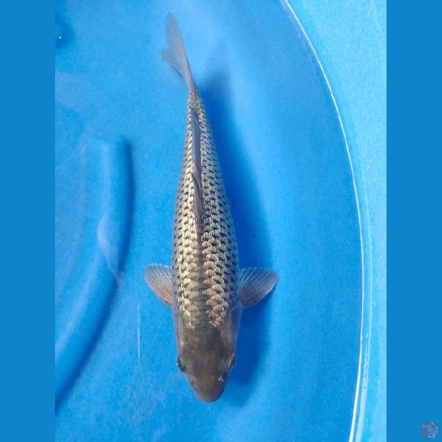 polosan 35cm