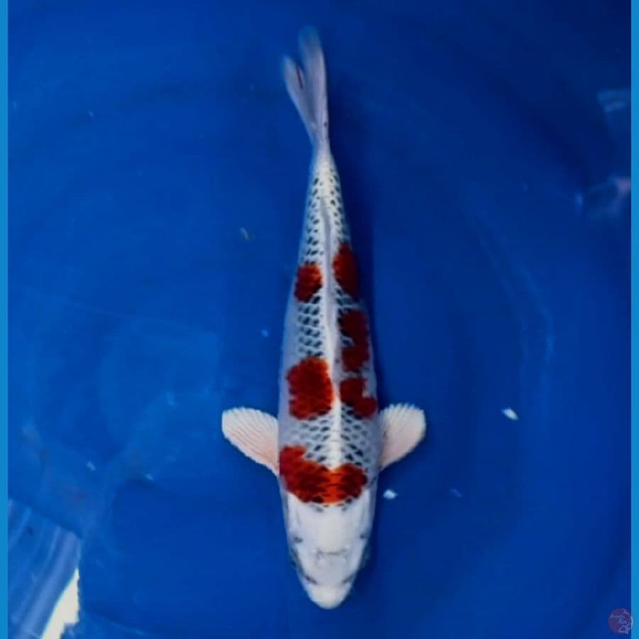 kujaku 28 cm