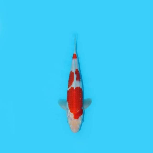 YG_KOHAKU_23 CM