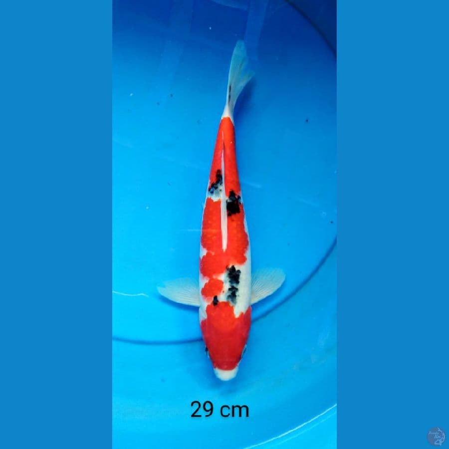 sanke 29 cm