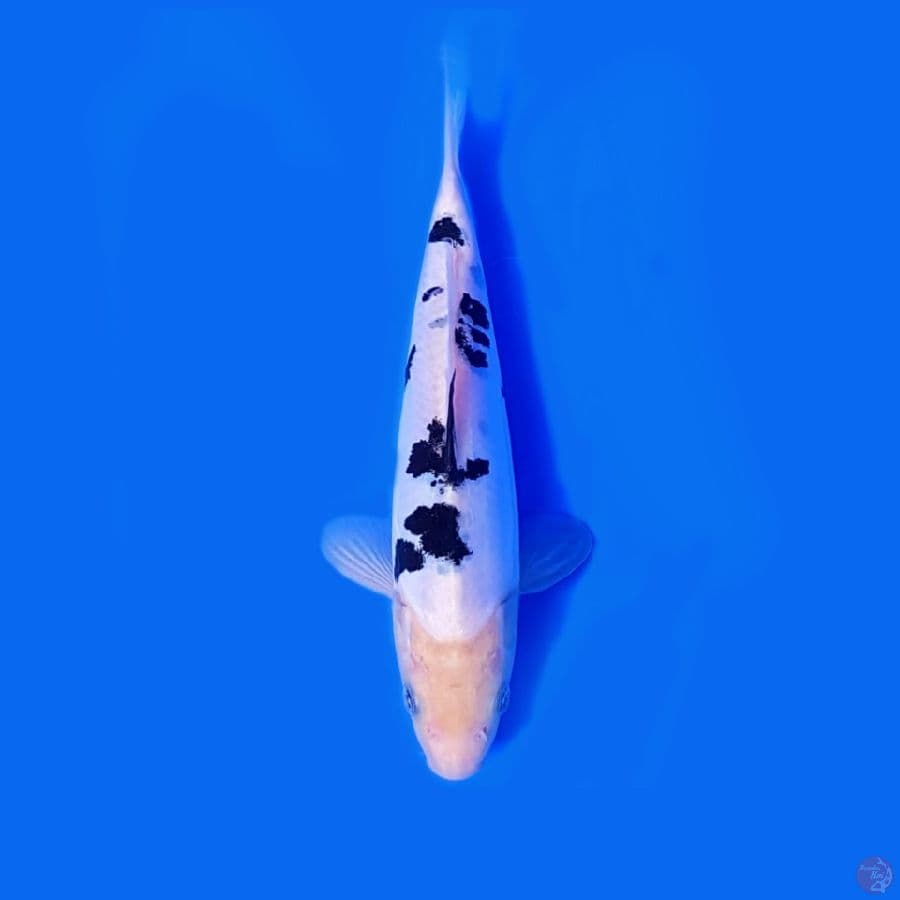 BEKKO DOITSU 22 cm °MALE•ORIGINAL°