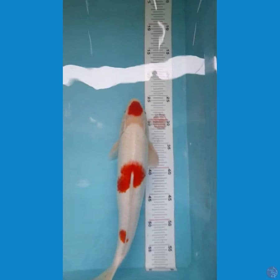 tc kohaku 45 cm male