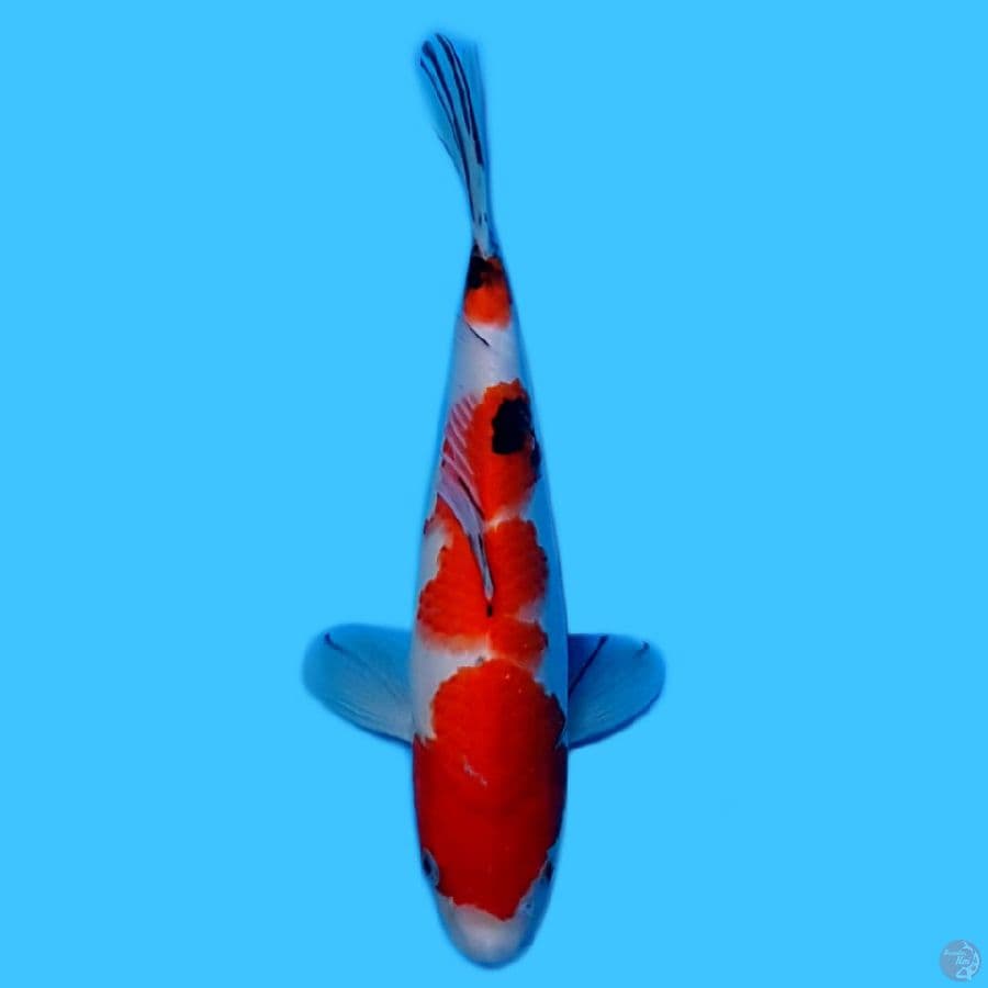 SANKE 27 cm °FEMALE•ORIGINAL°