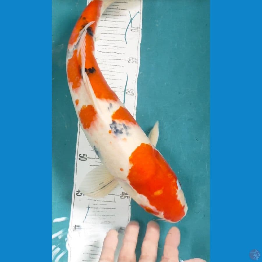 sanke 44cm