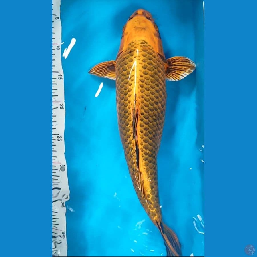 kinmatsuba 42cm