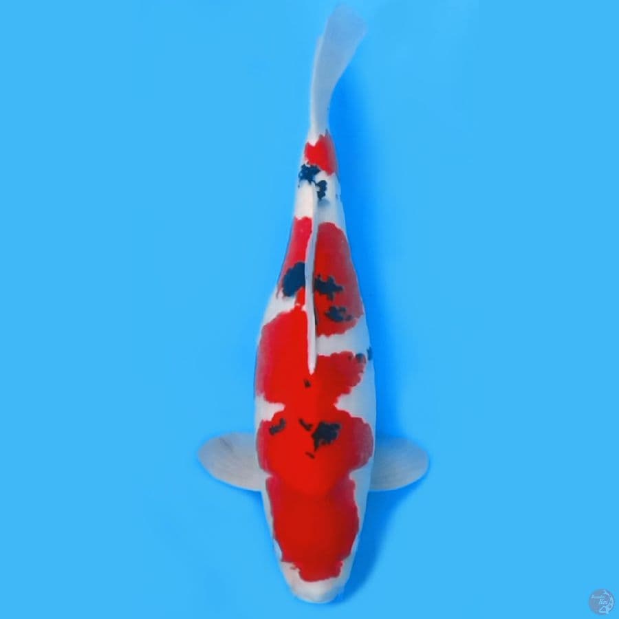 LIMITID EDITION SANKE SB KUALITAS ~45cm MALE