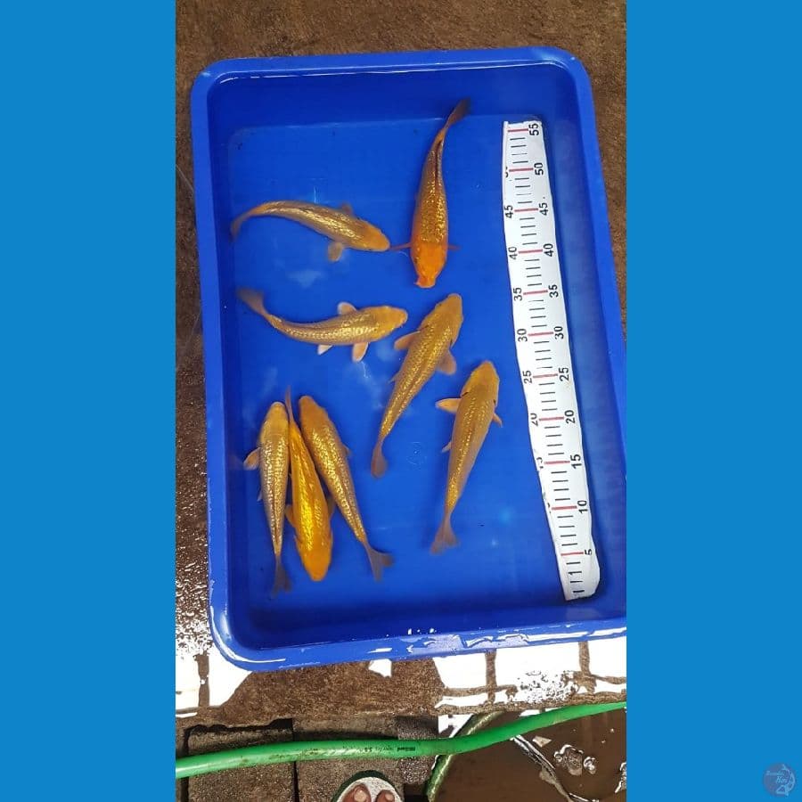 8 ekor 20-23CM mix ginrin karasi,caramel,midori