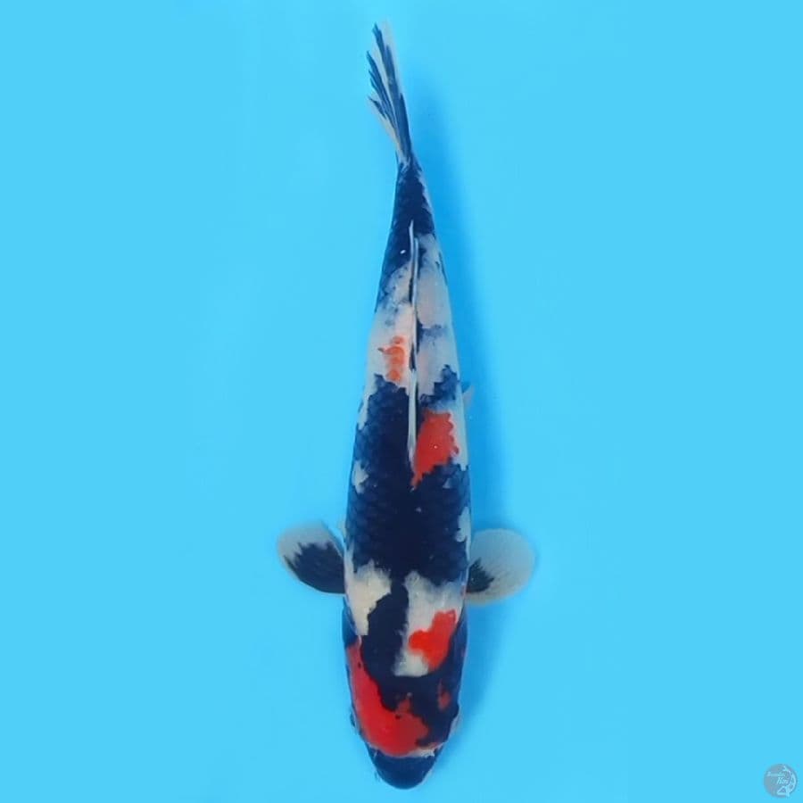 SHOWA 28CM - FEEMALE
