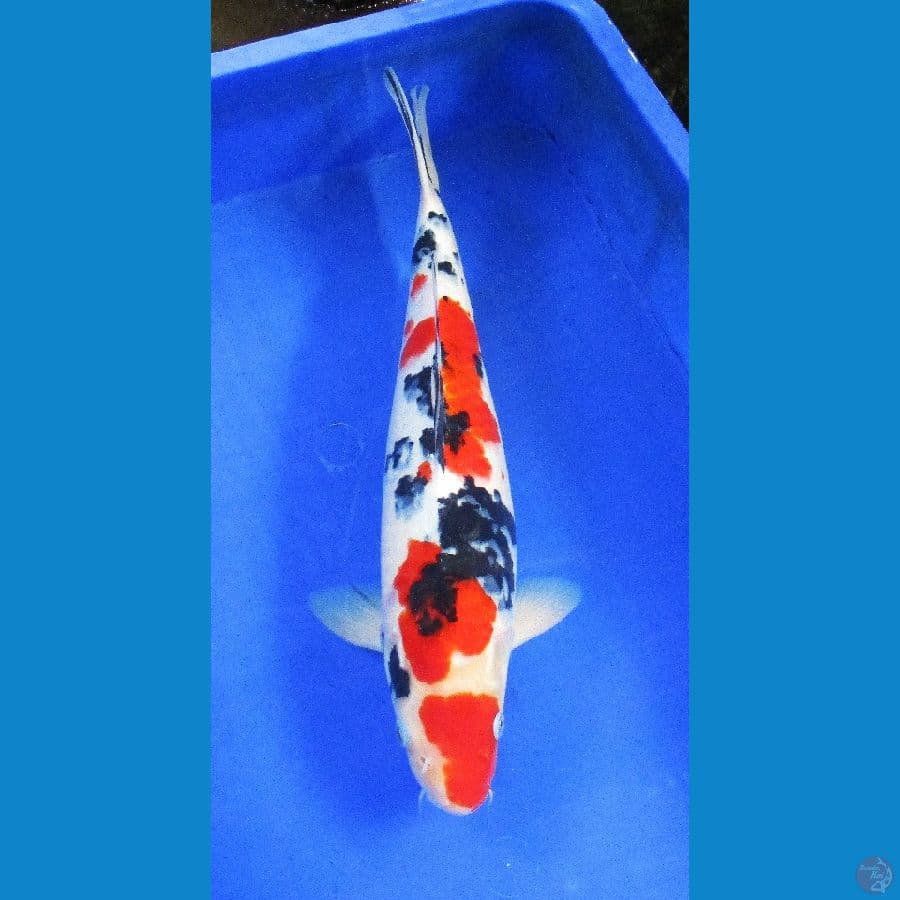 sanke ±40cm