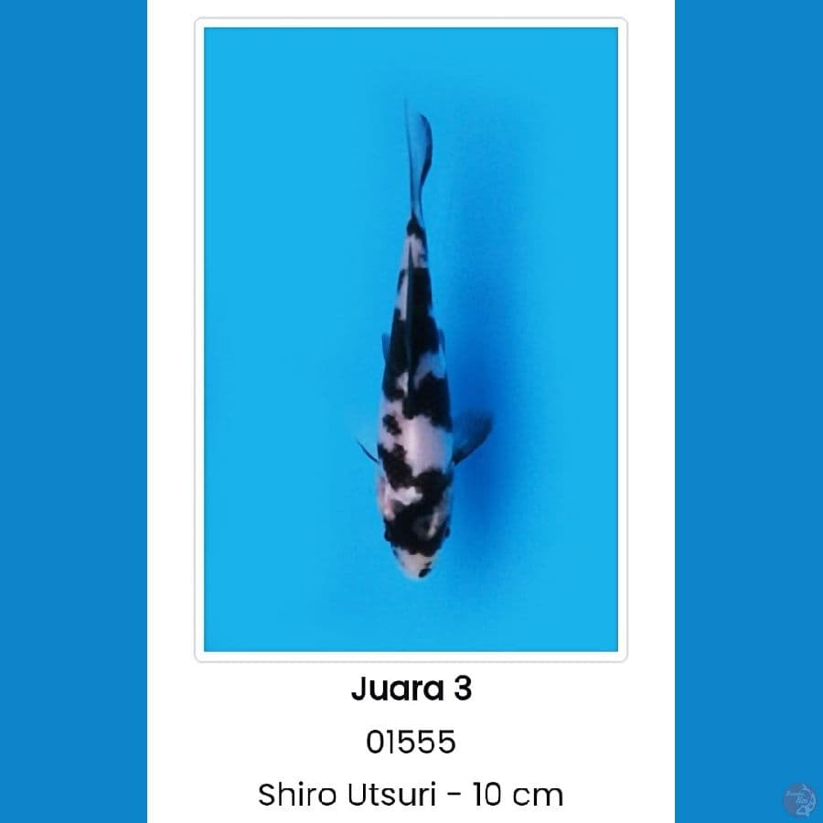 Shiro Utsuri Juara 10cm + Serti