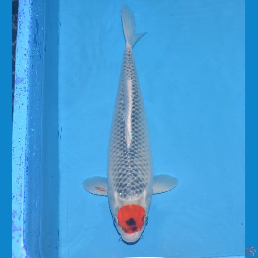 Tancho Goshiki 40cm