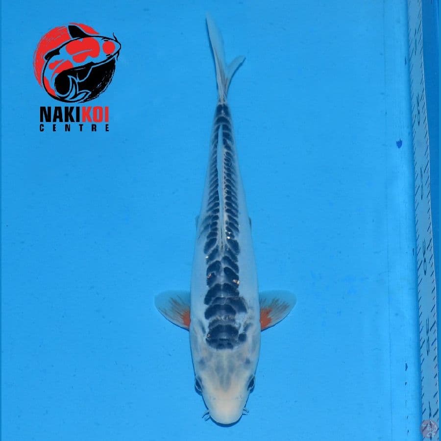 Shusui 26cm Male