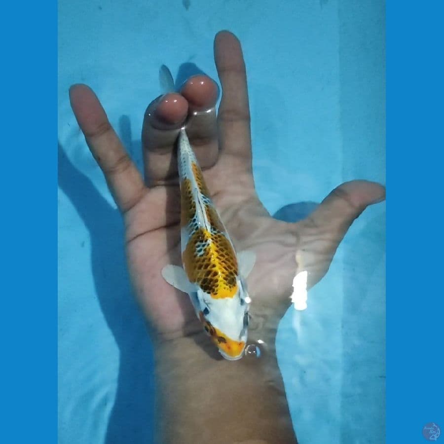 Kujaku 15 Cm